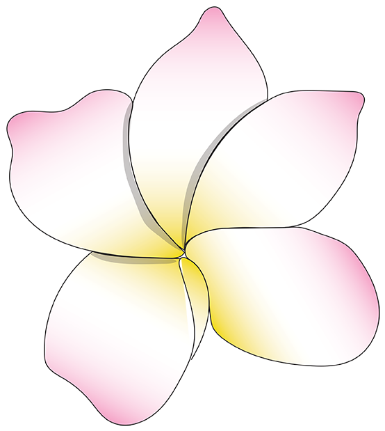 a gradient pink white and yellow Plumerias flower